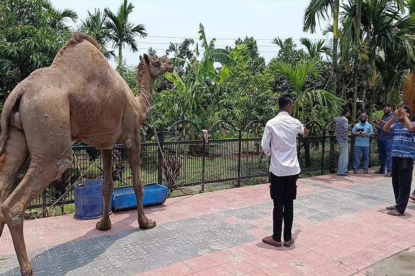 কুমিল্লায় মরুর উট ঘিরে উচ্ছ্বাস, খামার এখন যেন চিড়িয়াখানা