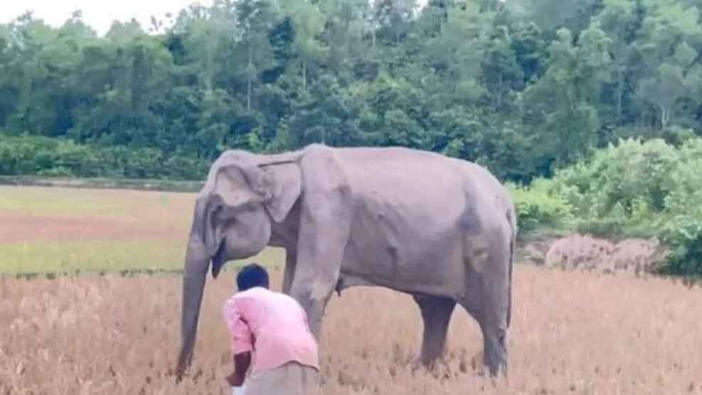 কক্সবাজার চকরিয়ায় বন্য মা হাতির আকস্মিক মৃত্যু