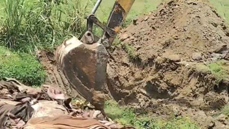 কুমিল্লায় চামড়ার ন্যায্য দাম না পেয়ে মাটিতে পুঁতে অভিনব প্রতিবাদ