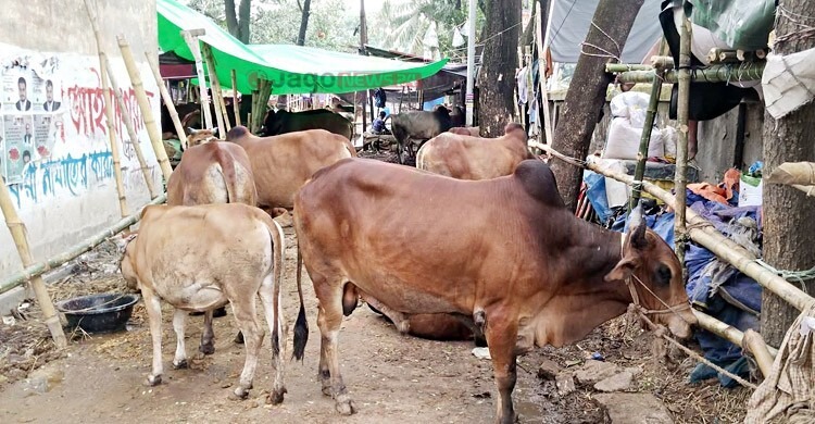 রাজধানীর শাজাহানপুর গরুর হাট এখন শুধু বাজার যাচাই, দু-একদিনেই জমবে বেচাকেনা