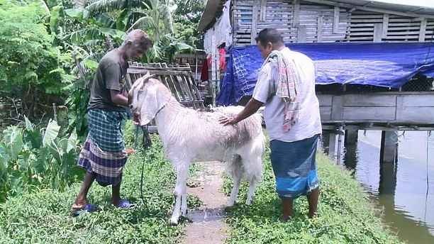 নজর কাড়ছে ৭৬ কেজির ছাগল, খামারে দর্শনার্থীদের ভিড়