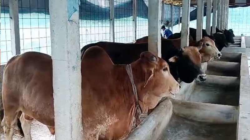 চাঁদপুরে কোরবানির জন্য প্রস্তুত ৬৬ হাজার পশু, ঘাটতি ৯ হাজার
