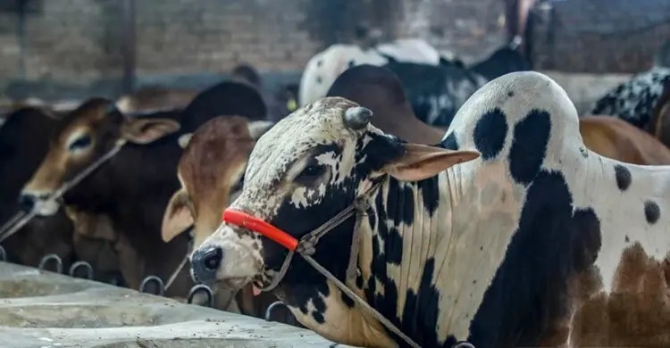 ঢাকা দক্ষিণ সিটিতে এবার ১ লাখ ৭৪ হাজার পশু কোরবানি হতে পারে