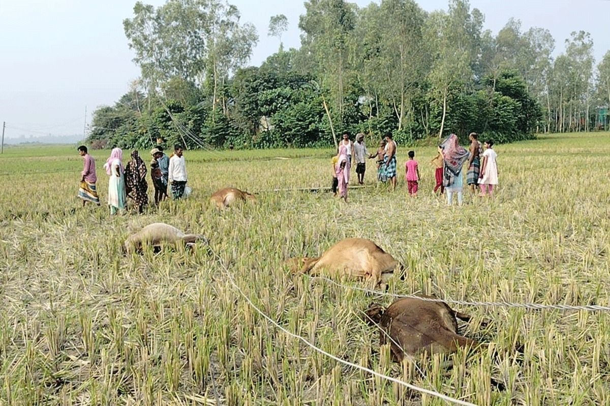টাঙ্গাইলে ‘অরক্ষিত লাইনে’ বিদ্যুৎস্পৃষ্টে ৫ গরুর মৃত্যু