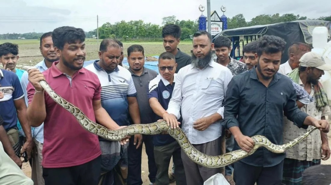 খাগড়াছড়িতে জালে আটকা পড়া ৮ ফুট লম্বা বার্মিজ অজগর উদ্ধার