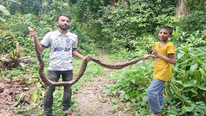 চট্টগ্রাম বোয়ালখালীতে ১২ ফুট লম্বা বার্মিজ অজগর উদ্ধার