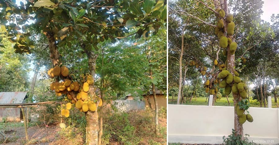 ব্রাহ্মণবাড়িয়ার তিন উপজেলায় গাছে গাছে ঝুলছে জাতীয় ফল কাঁঠাল