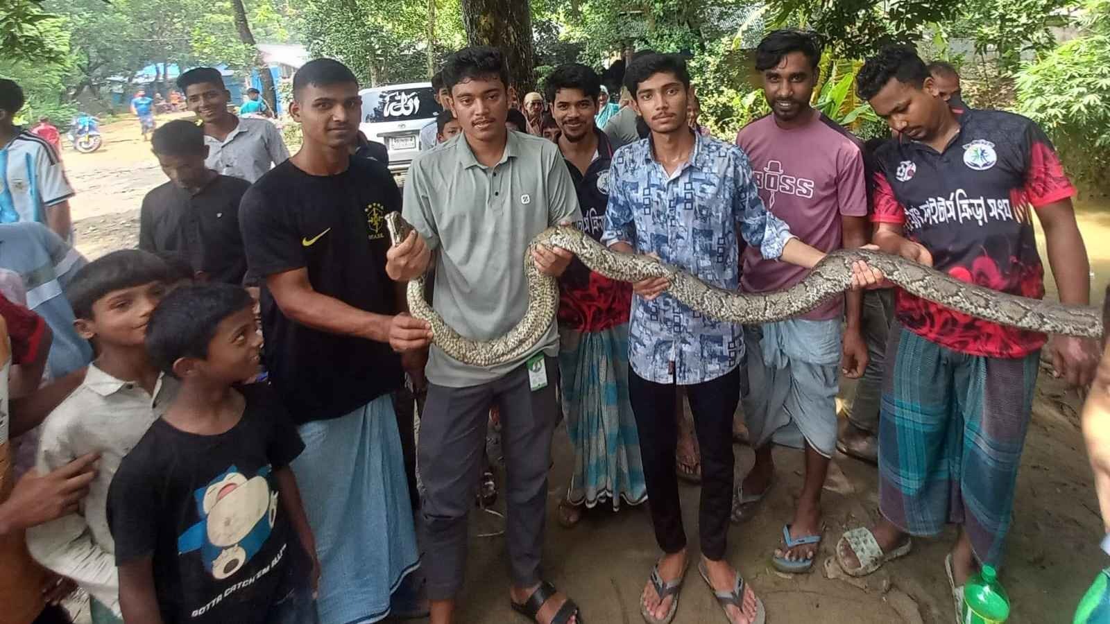 মিরসরাইয়ে ১২ ফুট লম্বা অজগর উদ্ধার, বনে অবমুক্ত