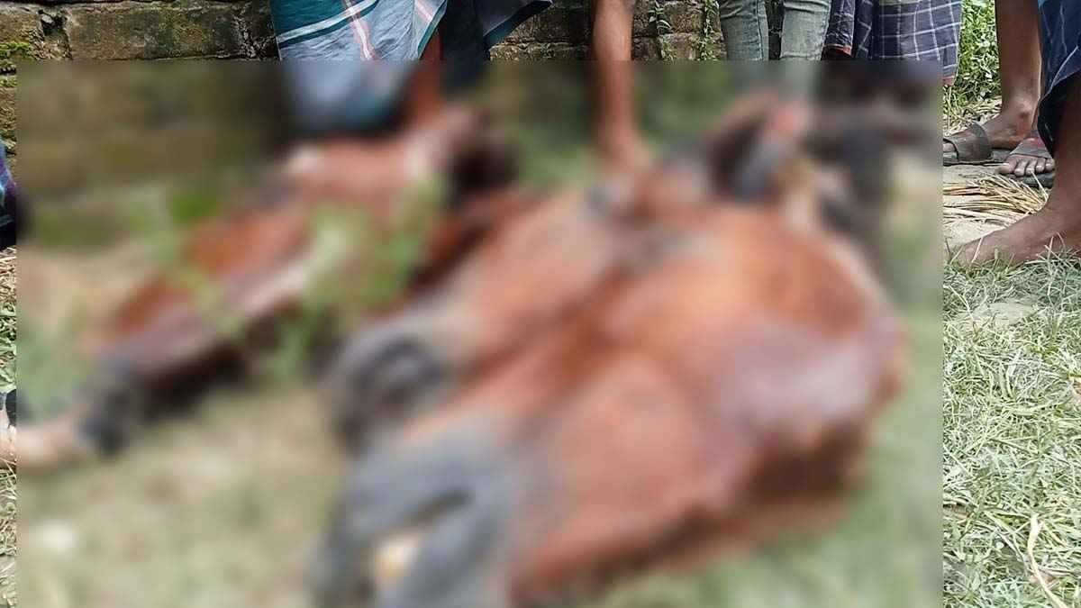 গাইবান্ধা সাদুল্লাপুরে একাধিক ঘোড়া জবাই করে গোশত পাচারের চেষ্টা, গ্রেফতার ৬
