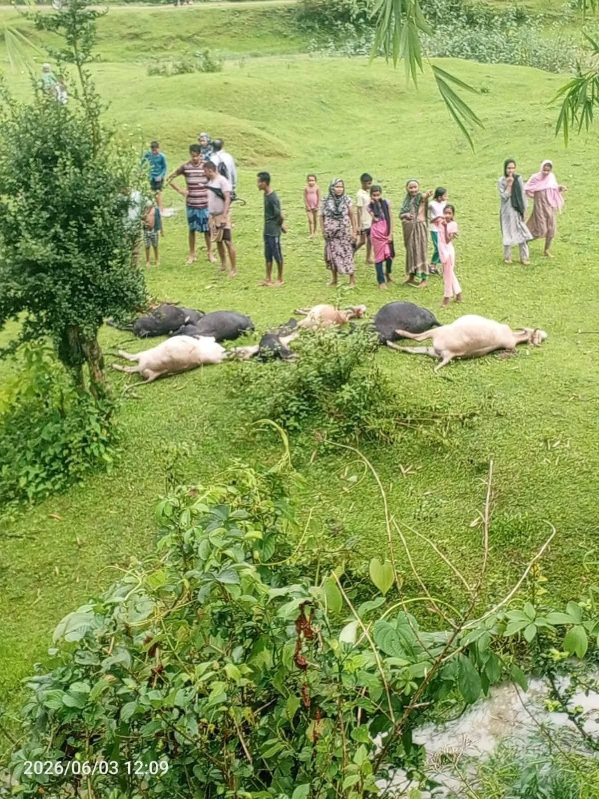 মৌলভীবাজারে বজ্রপাতে ১৩টি গরু ও ১টি মহিষের মৃত্যু