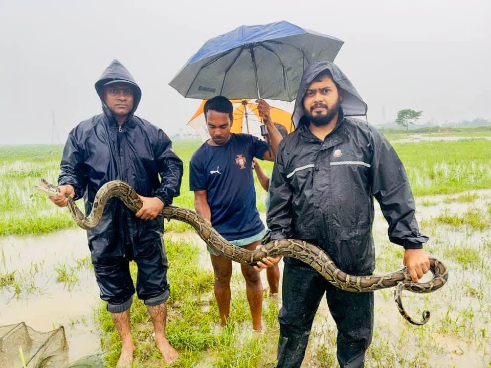 শ্রীমঙ্গলে জেলেদের জালে ধরা পড়লো বিশাল অজগর সাপ 