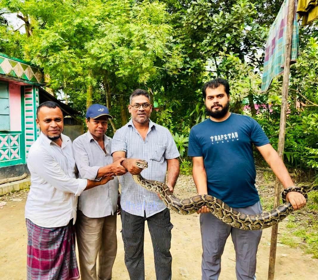 শ্রীমঙ্গলে একই দিনে পৃথক স্হান থেকে দুটি অজগর সাপ উদ্ধার
