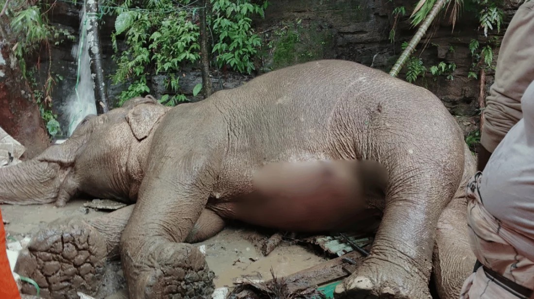 কক্সবাজারের টেকনাফে পাহাড় থেকে পড়ে আহত বন্য হাতির মৃত্যু
