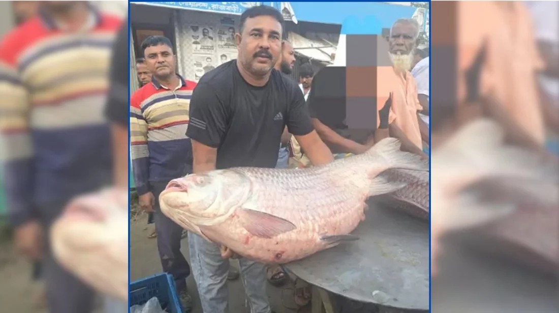 রাজবাড়ী ৭৩ হাজার ৫০০ টাকায় বিক্রি হলো পদ্মার ৩৫ কেজির কাতল মাছ