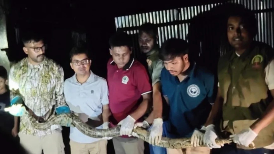 কক্সবাজার উখিয়ার বসতবাড়িতে মিলল ১০ ফুট লম্বা বার্মিজ অজগর