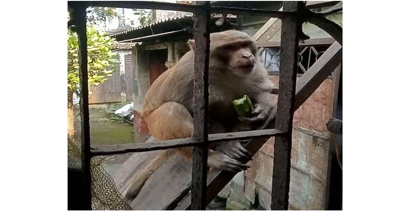 নাটোরে এক বানরের আক্রমনে ৩২জন আহত ,রেহাই পেতে জেলা প্রশাসকের কাছে আবেদন