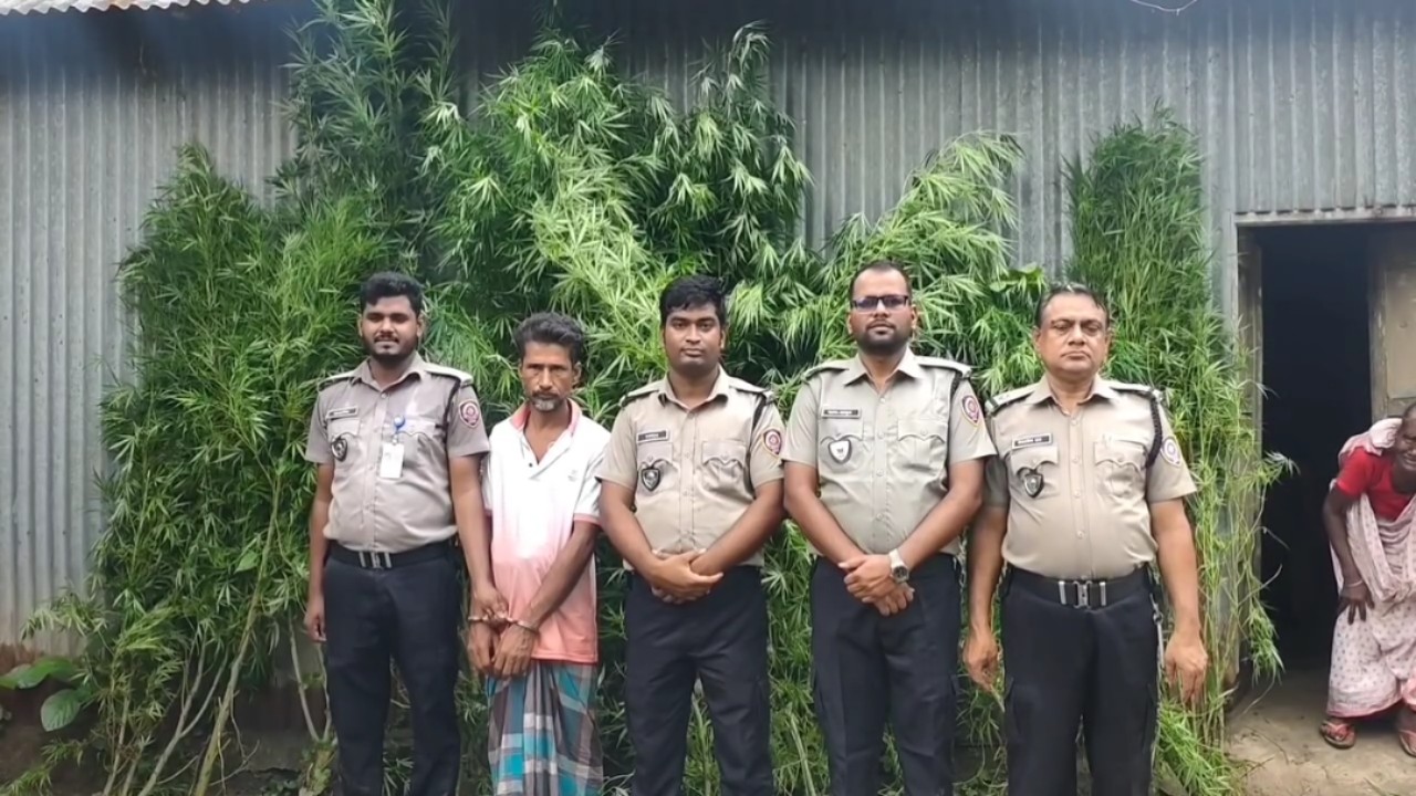টাঙ্গাইলে ভূঞাপুরে পাটক্ষেতের আড়ালে গাঁজার বাগান, ১১টি গাঁজার গাছসহ মাদক ব্যবসায়ী আল-আমিন গ্রেফতার